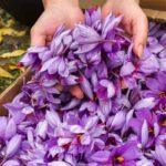 How To Grow Saffron Hydroponically
