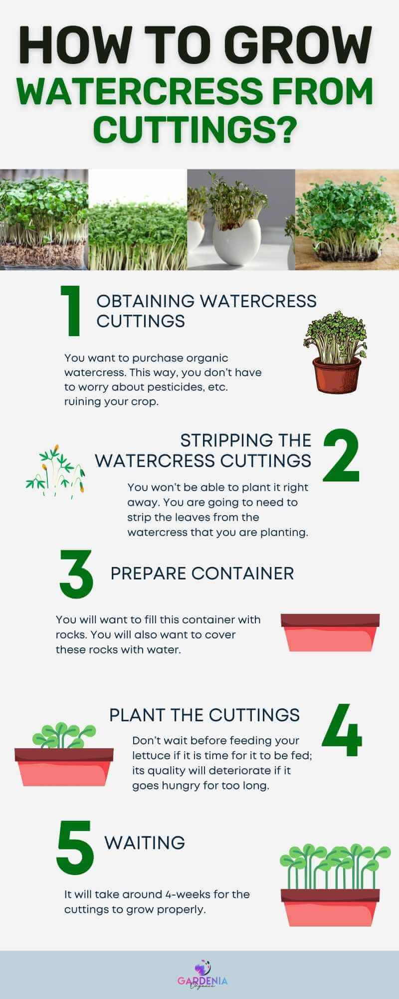 Infographics growing watercress from cuttings