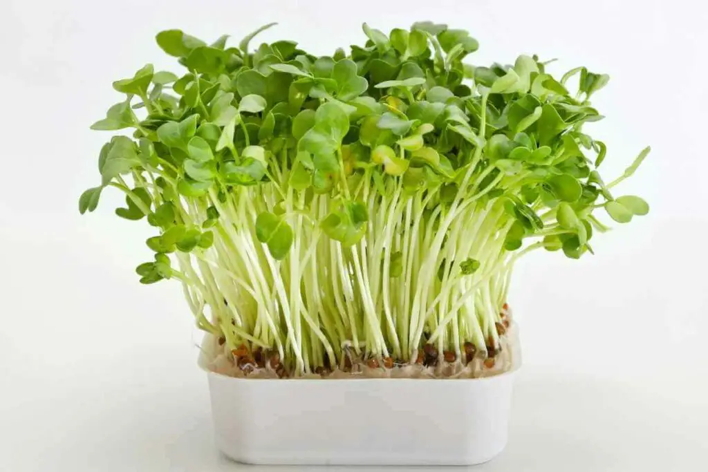 How to Grow Watercress from Cuttings?