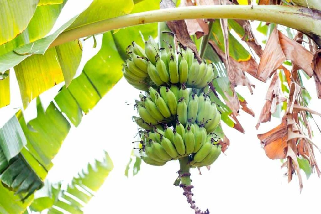 Growing organic bananas