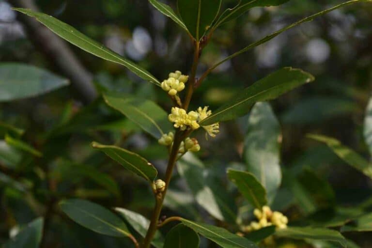11 Trees That Don’t Lose Leaves (Perfect for Privacy) Gardenia Organic