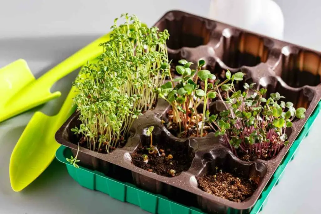 Growing microgreen at home guidelines