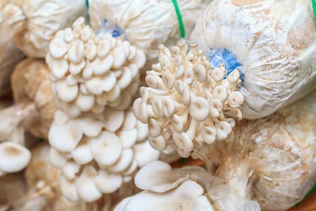 Growing mushrooms bags