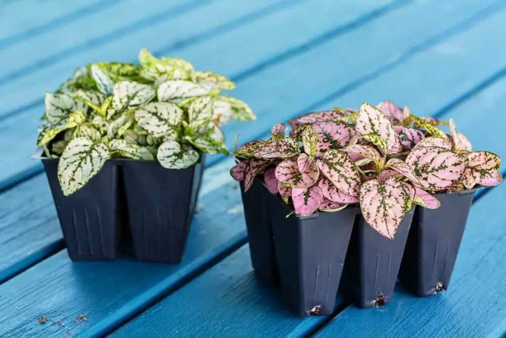 Polka Dot plant growing tips