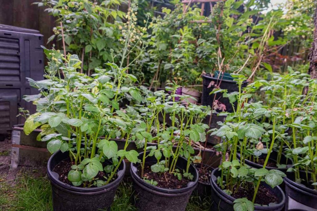 Growing potato outdoor in 5 gallon buckets