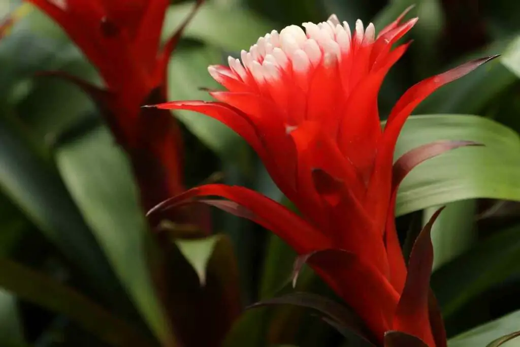 Guzmania red indoor plant