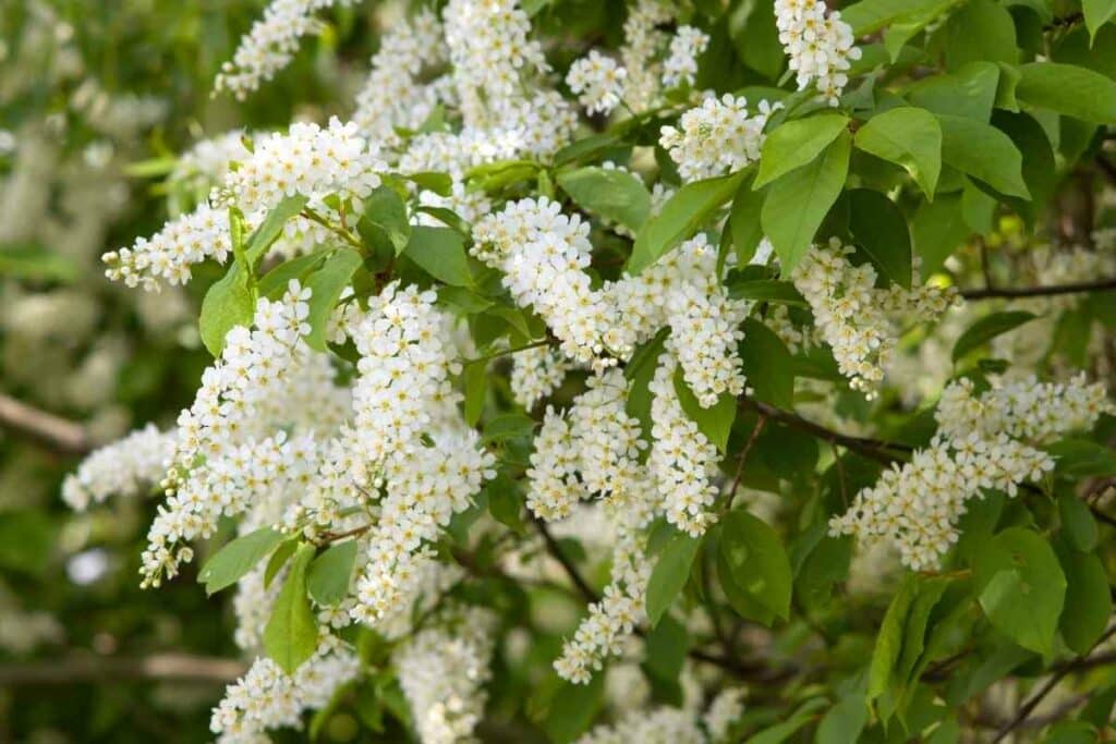 Hackberry tree