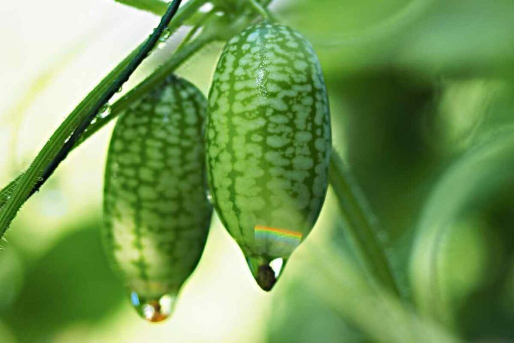 Cucamelons wet