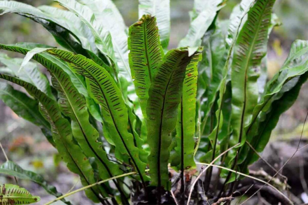 Harts tongue fern plant for pots