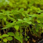 When to Harvest Chia Microgreens In 6 Easy Steps