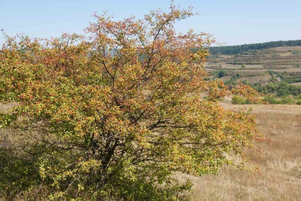 Common Hawthorn