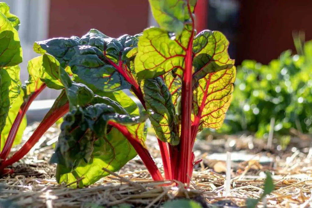 Rhubarb can't stand too much sun in a garden