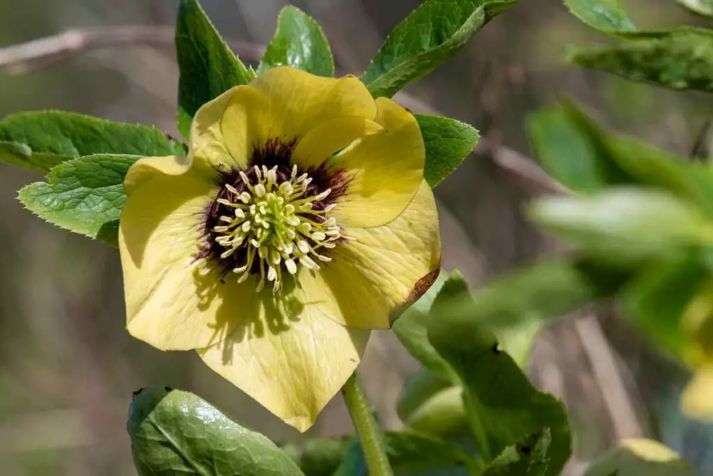 Hellebores yellow type spring flower