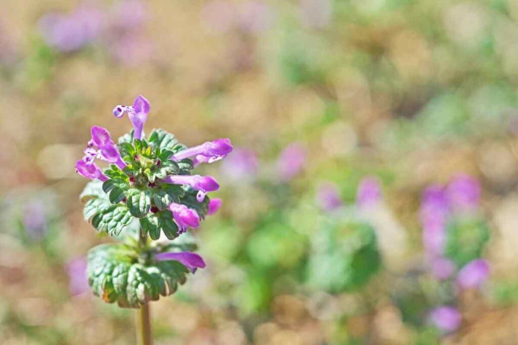 Henbits weed that look like flower