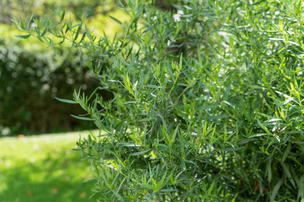 Growing herbs in a garden