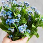 Herbs That Produce Blue Flowers