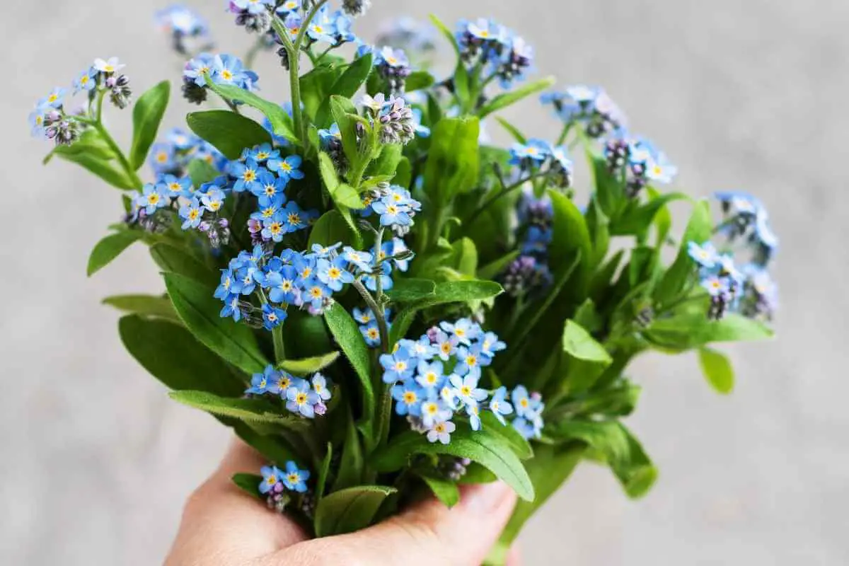 5 Herbs That Produce Blue Flowers