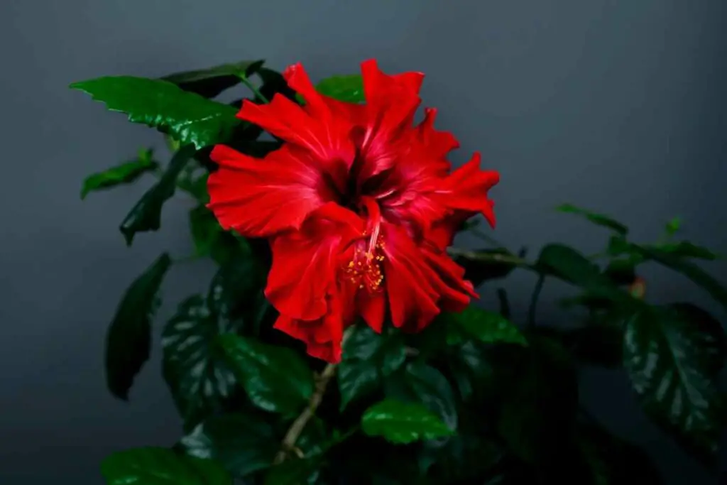 Hibiscus red flower indoor plant