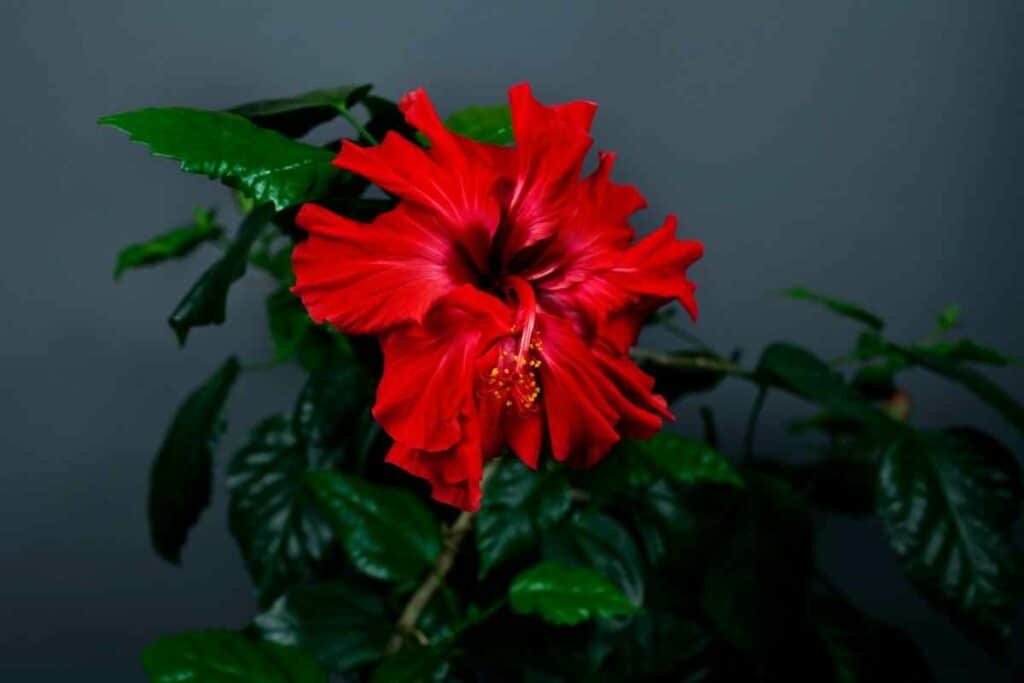 Hibiscus red flower indoor plant