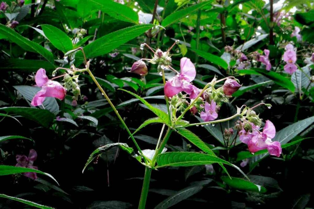 Himalayan Balsam flowers