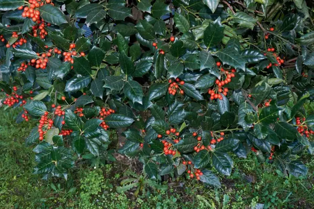 Holly tree berries
