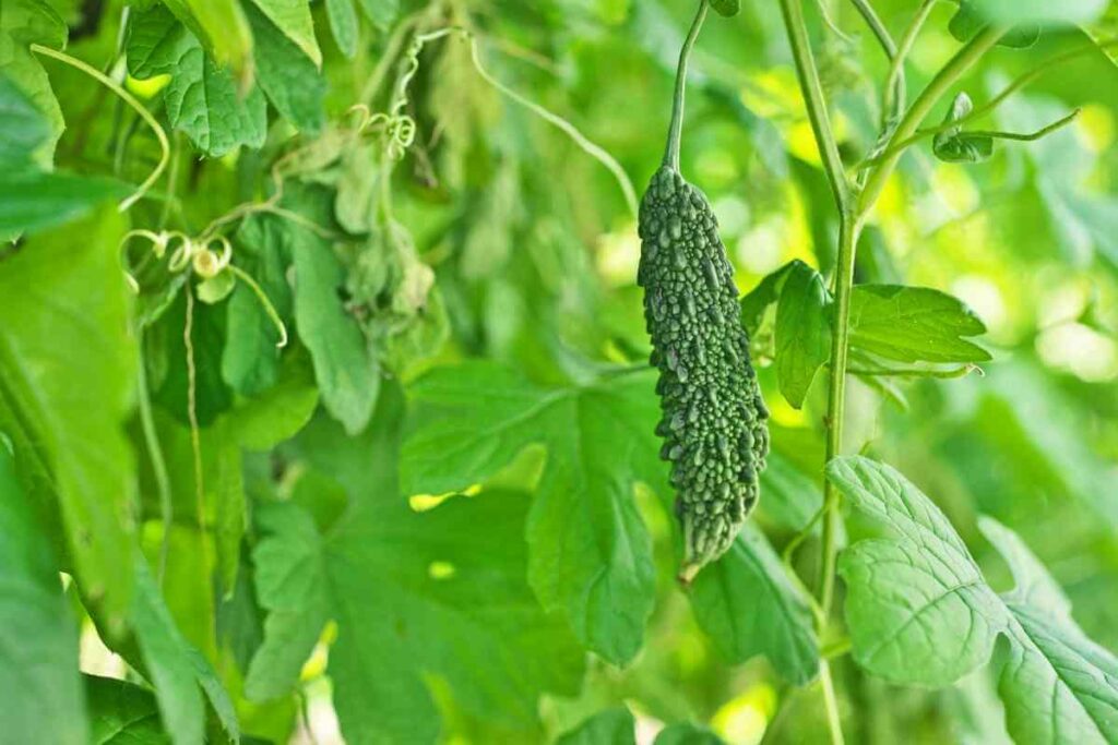 Disadvantages of Homemade Fertilizers for Bitter Gourds