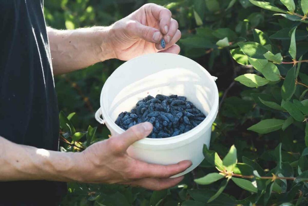 Honeysuckle tree berries in a bucket