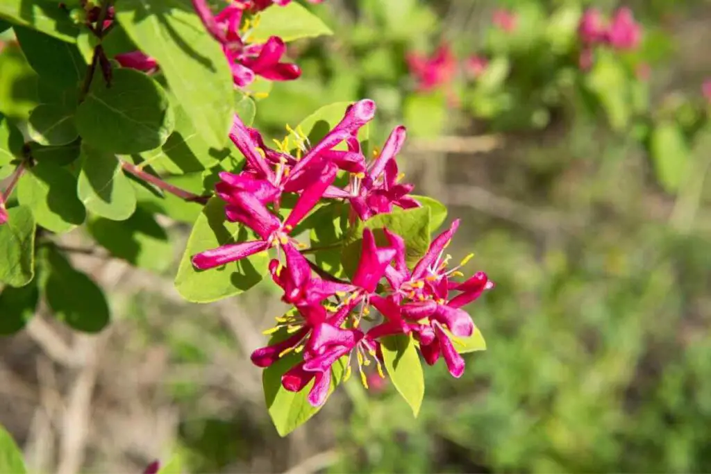 Honeysuckle Trees – The Complete Guide