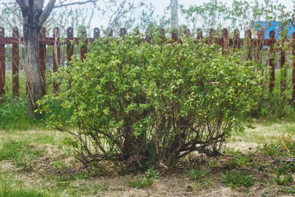Honeysuckle vines in a backyard