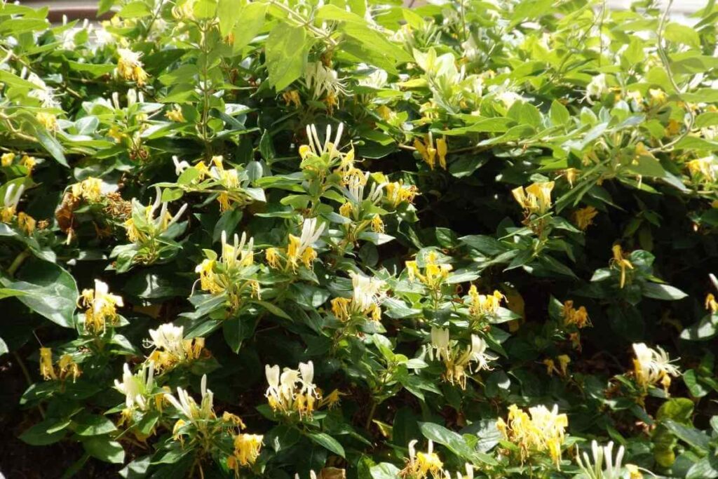 Honeysuckle invasive variety