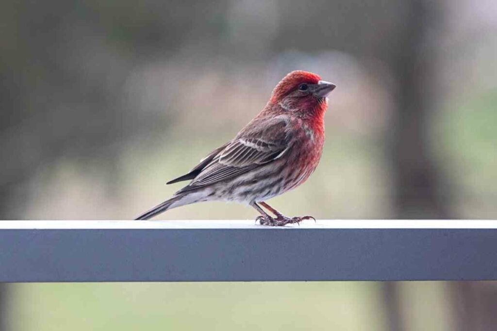 House Finch red