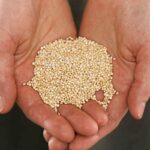 How To Grow Quinoa Microgreens