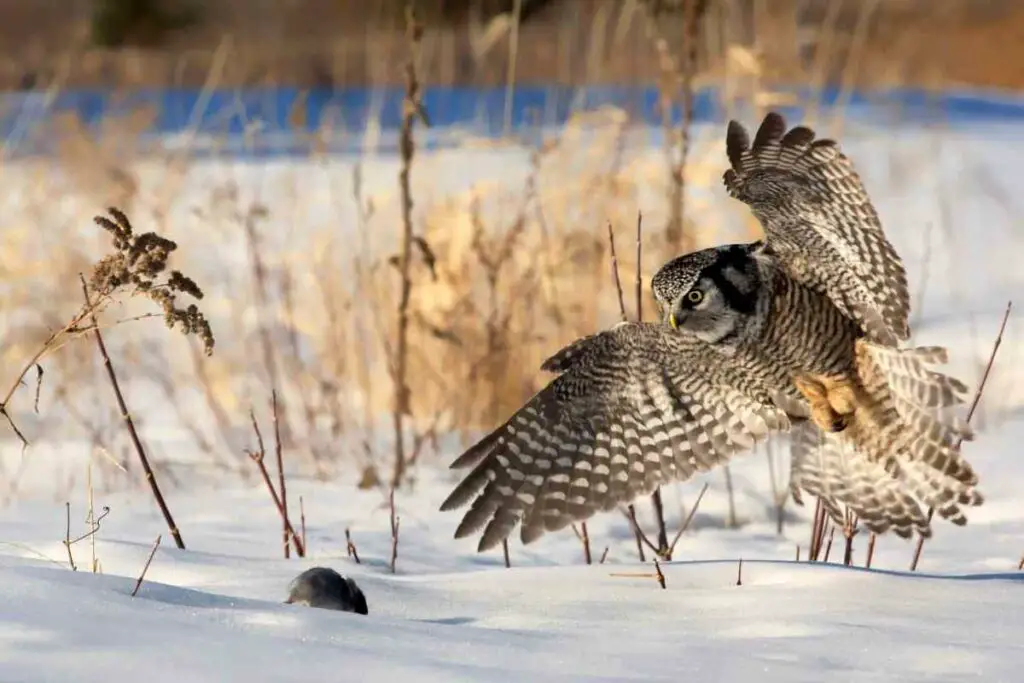 Incredible Owl facts and Hunting Skills