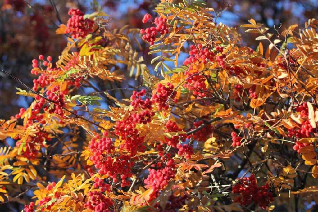 Sorbus hupehensis Tree Chinese Mountain Ash