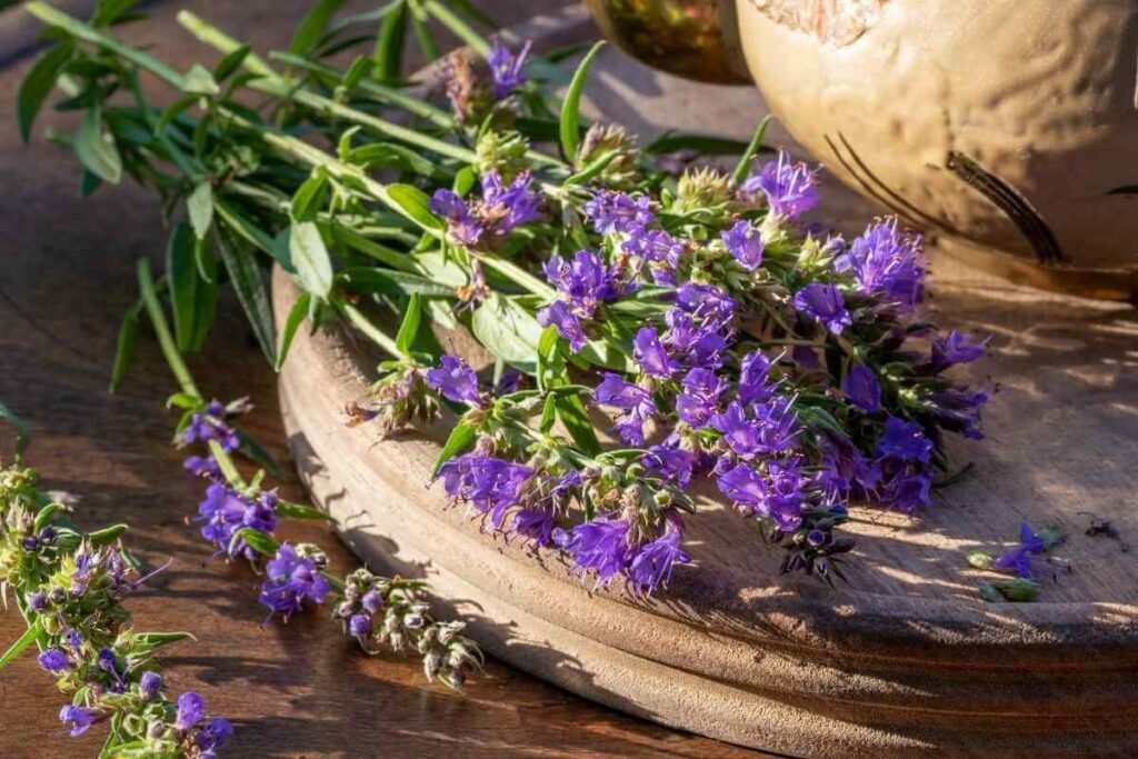 Hyssop herb with blue flowers