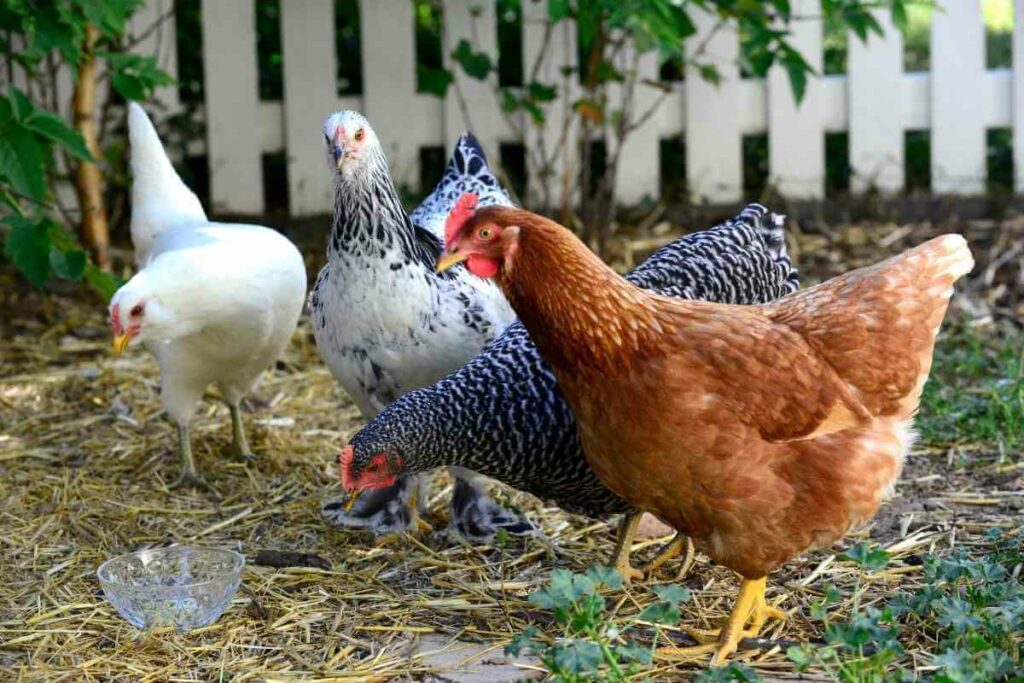 Ice Cream Bars chickens lay green eggs