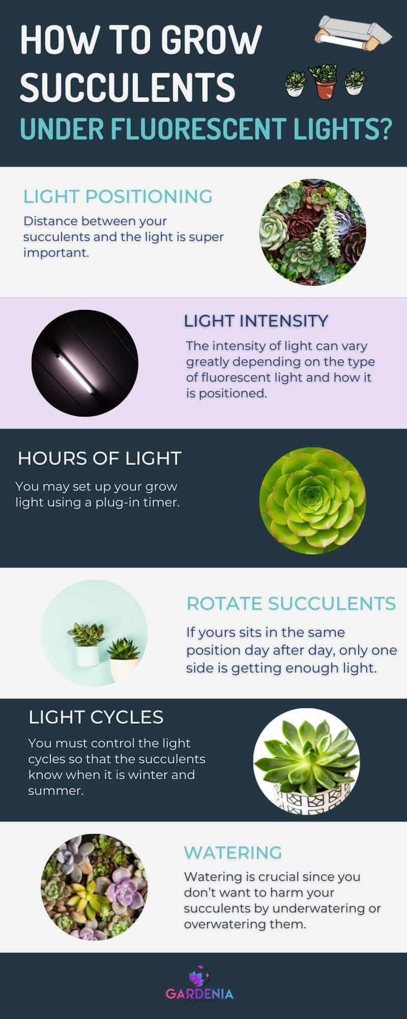 Infographics How to Grow Succulents Under Fluorescent Lights