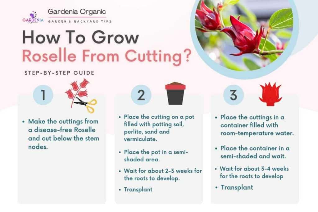 Infographics How to Propagate Roselle from Stem Cutting