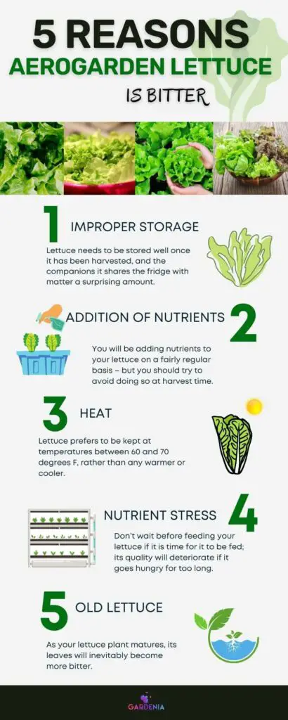Infographics 5 Reasons Your Aerogarden Lettuce Is Bitter