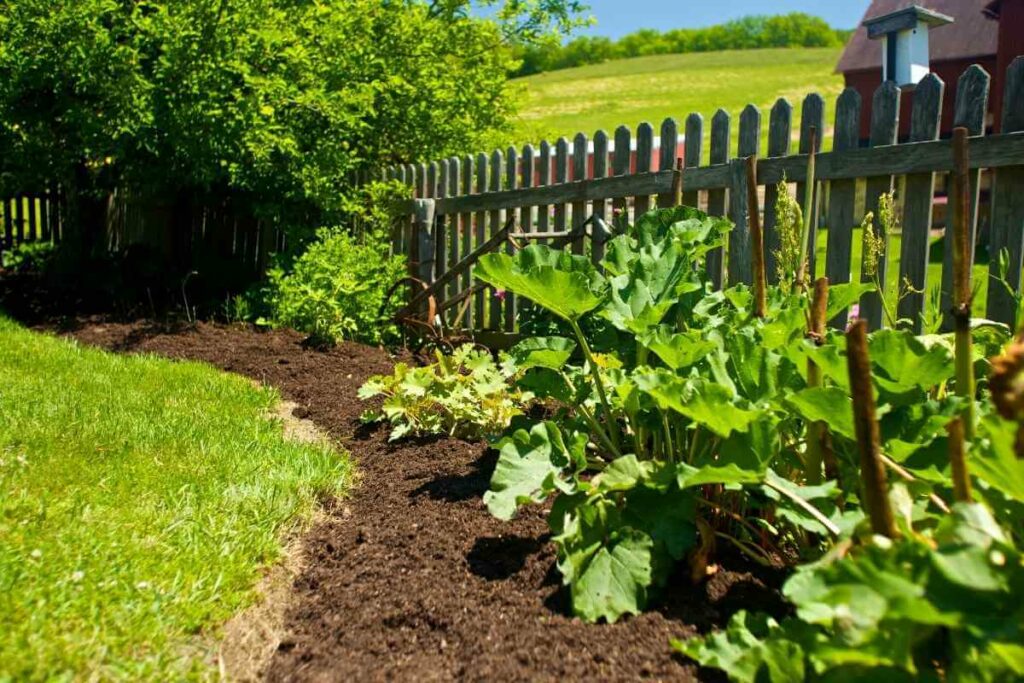 Iron deficiency in Rhubarb