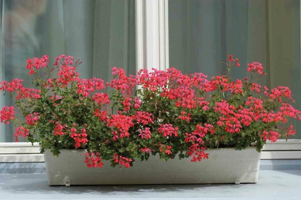 Ivy geranium plant for pots