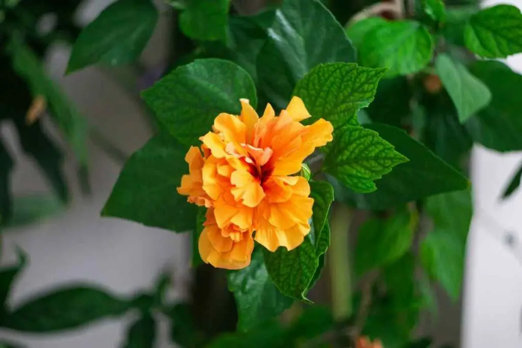 Japanese Rose yellow type spring flower