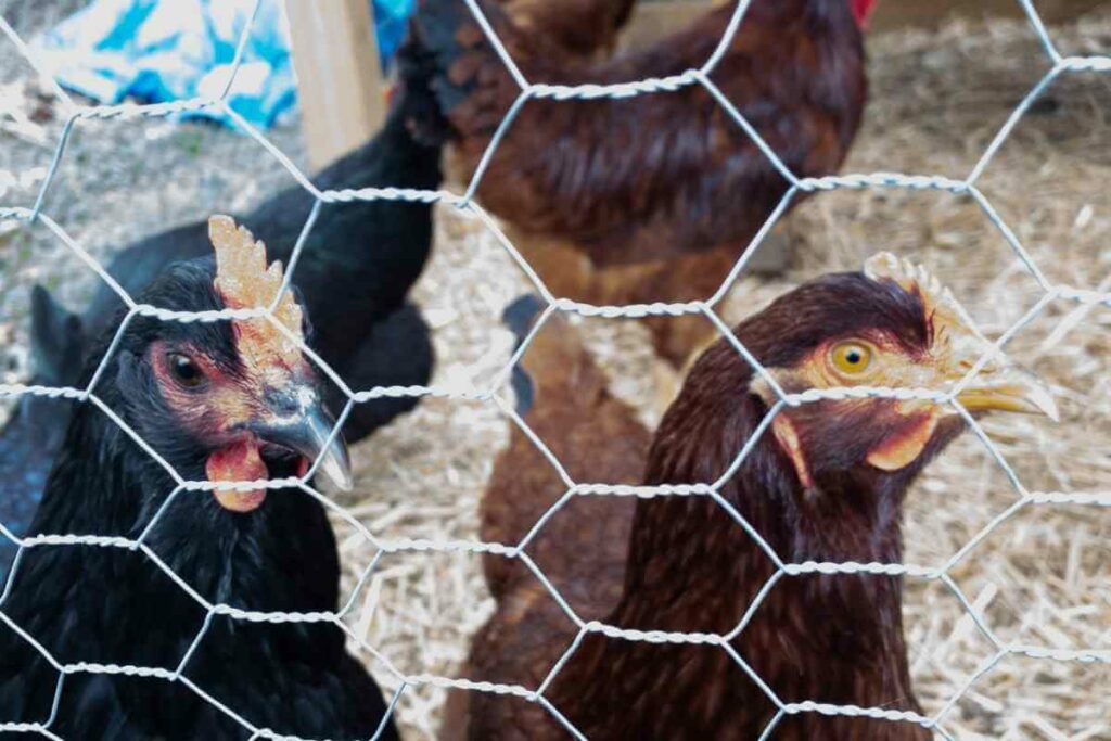 Jersey Giant chickens lay brown eggs