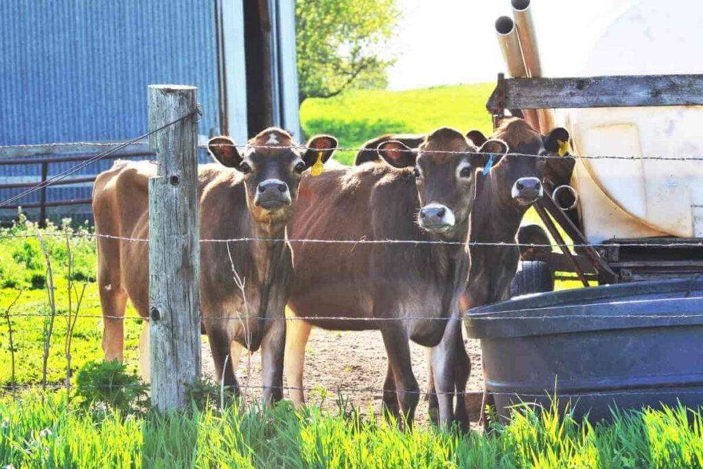 Jersey mini cattle brown