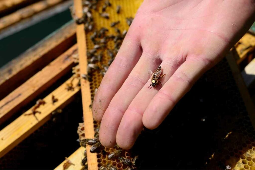 Keeping bees in a greenhouse