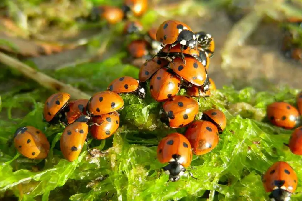 Are ladybugs cannibalistic
