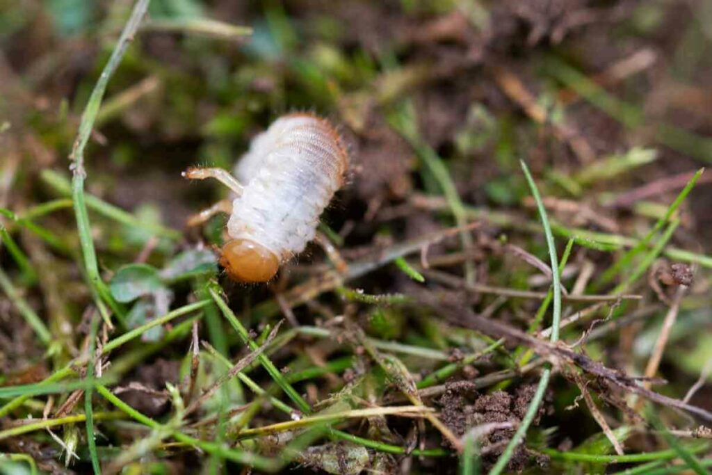 Lawn Grubs Become Beetles