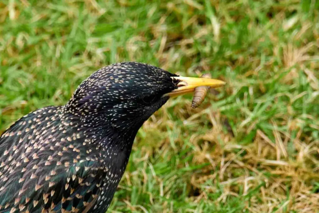 Bird destroy a lawn when searching for lawn grub