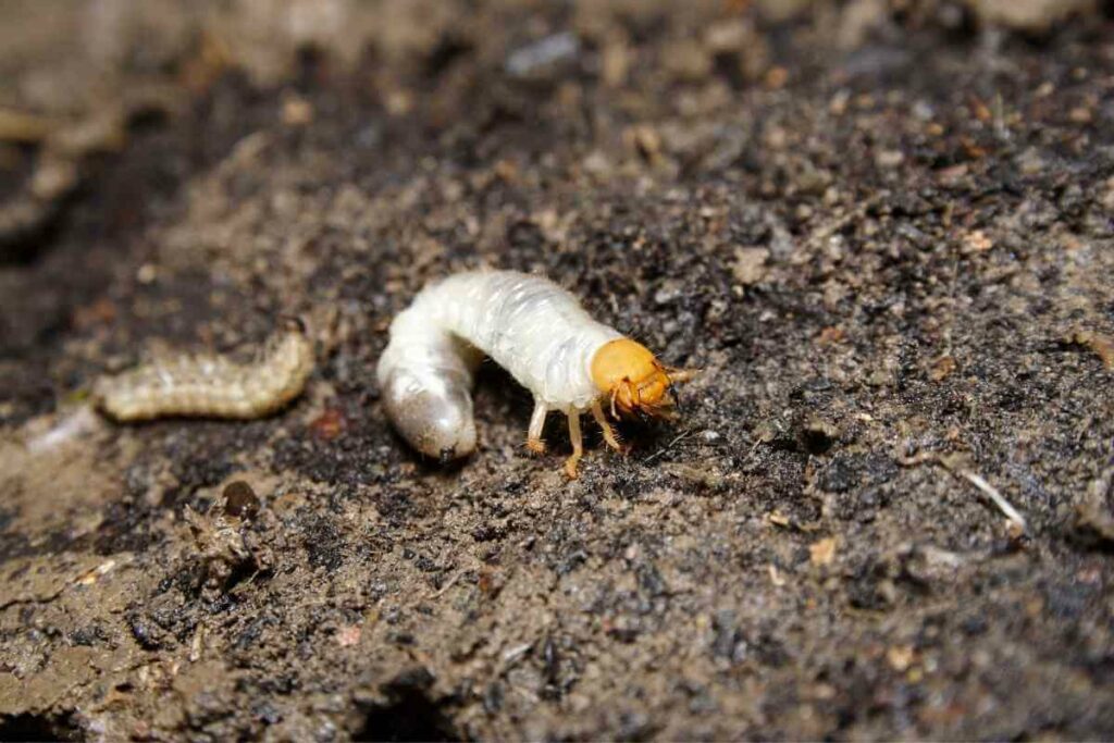 Lawn grub eats leaves, lawn, grass