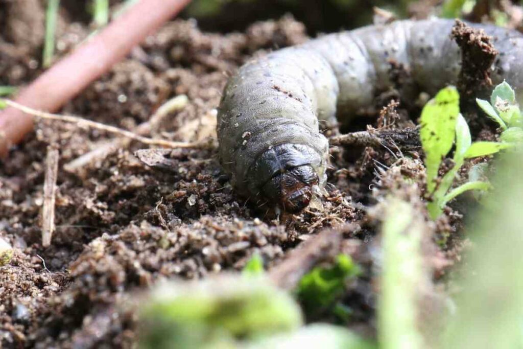 Lawn Grubs Live for 3 Weeks